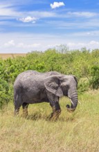 African elephant (Loxodonta africana) covered with dried mud by green bushes on the savanna in