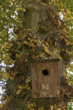 Nesting box on a chestnut tree (Castanea), Mecklenburg-Western Pomerania, Germany, Europe