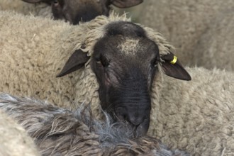 Portrait of male black-headed sheep (Ovis aries Linnaeus), Mecklenburg-Western Pomerania, Germany,