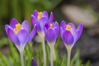 Group of purple crocuses (Crocus) with yellow centres growing together, Neunkirchen, Lower Austria,