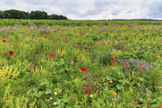 Colourful flower meadow, Germerode, Meißner, Frau-Holle-Land Geo-nature park Park, Hesse, Germany,