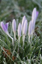 Crocus blossom, winter morning, February, Germany, Europe