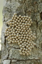 Fox moth (Macrothylacia rubi), eggs on a branch, Provence, southern France