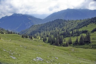 Haflinger, Ebbs, Tyrol, Austria, Europe