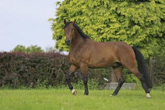 Westphalian Warmblood, Westphalian