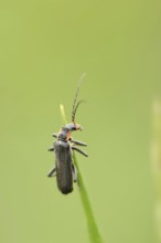 Darkling fly beetle or oak weevil (Cantharis obscura), North Rhine-Westphalia, Germany, Europe