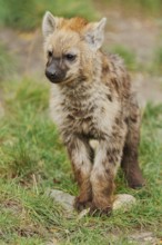 Spotted hyena or spotted hyena (Crocuta crocuta), juvenile, captive, occurrence in Africa