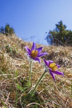 Flowering Pasqueflower (Pulsatilla vulgaris) on a meadow in early spring