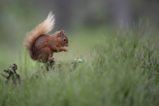 Squirrel (Sciurus), forest, Aviemore, Scotland, Great Britain