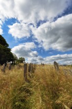 Overgrown old gravestones in a meadow, rows of graves between dry grasses in a cemetery, St Garmons