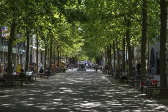 Platanenalle (Platanus) in the pedestrian zone of Erlangen, Nürnberger Str., Erlangen, Middle