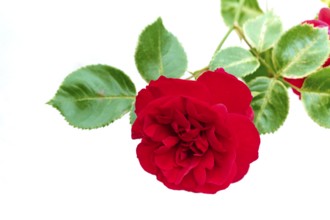 A close-up of a red rose with green petals, creating a lively and natural atmosphere, Miltenberg,