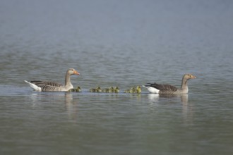 Greylag goose (Anser anser) family of two adult birds and six juvenile goslings on a lake, England,