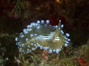 Striped Thick-billed Slug (Janolus Scalloped ribbonfish) with blue tips in a green underwater