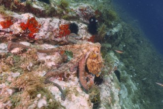 A Common Octopus (Octopus vulgaris) climbs over the rocks and the crest of a reef. Dive site Cap de