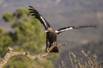 Iberian Eagle (Aquila adalberti), Spanish imperial eagle, Extremadura, Castilla La Mancha, Spain,