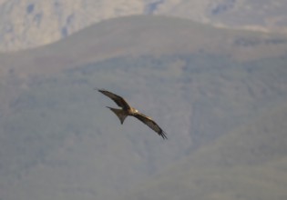 Red kite (Milvus milvus), Extremadura, Castilla La Mancha, Spain, Europe