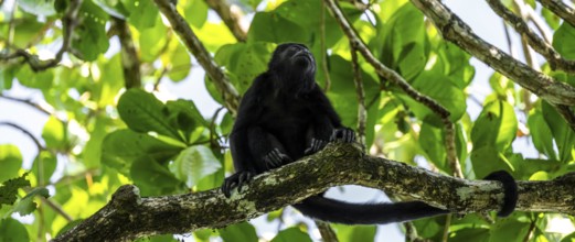 Mantled howler (Alouatta palliata) sitting in a tree, Cahuita National Park, Costa Rica, Central