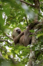 Hoffmann's two-toed sloth (Choloepus hoffmanni) on a branch, Cahuita National Park, Costa Rica,