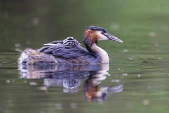 Great Crested Grebe (Podiceps cristatus), Germany, Europe