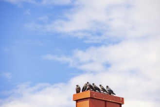 Flock of Jackdaw (Coloeus monedula) birds perched on a chimney against the sky