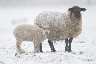 Domestic sheep (Ovis aries) adult ewe farm animal and juvenile baby lamb in a snow covered grass