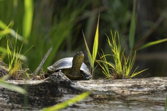 European pond turtle (Emys orbicularis), female, sunbathing, tree trunk, Lower Austria