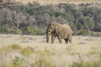 Desert elephant (Loxodonta africana) in the Ugab dry river, Damaraland, Kunene region, Namibia,