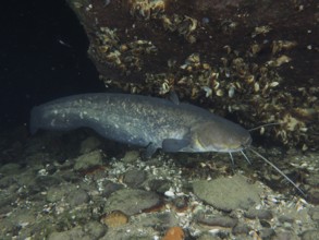 A catfish (Silurus glanis), Waller, swims under a stone covered with shells in a dark underwater