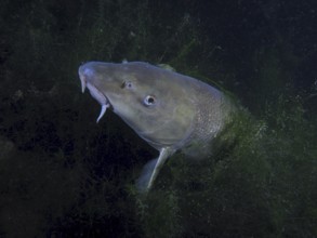 Barbel (Barbus barbus) underwater surrounded by aquatic plants in a dark, natural environment. Dive