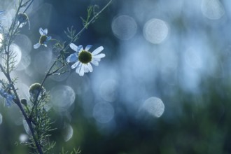 Summer meadow with morning dew, Germany, Europe