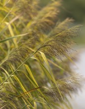 Common reed (Phragmites australis), green brown, close-up, background cropped green, Dortmund,