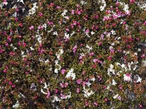 Trailing Alpine Azalea in flower (Kalmia procumbens), Varanger National Park, Varanger Fjord, May,