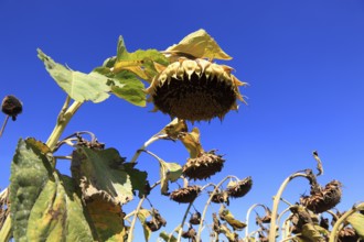 Romania, near Giurgiu in the south of the country, sunflowers ripe for the harvest, Europe