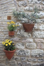 Flower pots as wall decoration on a house in the historic centre of Assis, Umbria, Italy, Europe