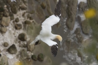 Northern gannet (Morus bassanus) adult bird in flight over the sea, Yorkshire, England, United