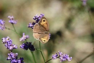 Butterfly ox-eye, summer, Saxony, Germany, Europe