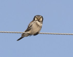 Hawk Owl (Surnia ulula), adult male, perched on electric power line, May, Finnish Lapland