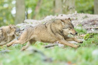 Eastern wolf (Canis lupus lycaon) running against each other, Bavaria, Germany, Europe