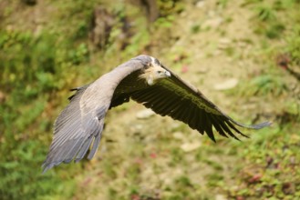 Eurasian griffon vulture (Gyps fulvus) flying, Bavaria, Germany, Europe