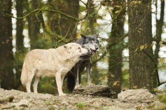 Eastern wolves (Canis lupus lycaon) lying on a little hill, Bavaria, Germany, Europe