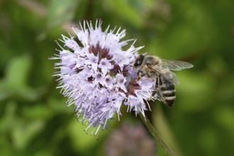 Honey bee (apis mellifera) on flower of water mint (Mentha aquatica), flowering, North