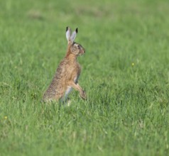 European hare (Lepus europaeus) standing on its hind paws in a meadow, European hare making a cone,