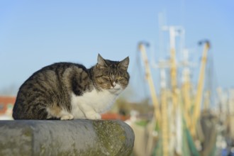 House cat on a wall, shrimp cutter of Greetsiel in the background, blue sky, North Sea, Lower