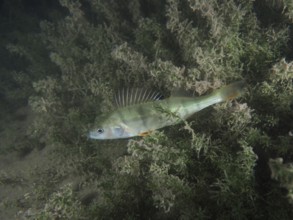 A striped fish, perch (Perca fluviatilis), Egli swims among the algae in a green underwater