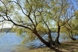 Willows (Salix) with autumn leaves on the lakeshore, blue sky, Möhnetalsperre, North