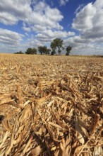 Romania, in the south of the country, maize field after harvest, harvested, stubble field, Europe