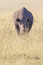 Black rhinoceros (Diceros bicornis) on a grass savanna in Africa, Maasai Mara National Reserve,