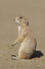 Black-tailed prairie dog (Cynomys ludovicianus), captive, occurring in North America