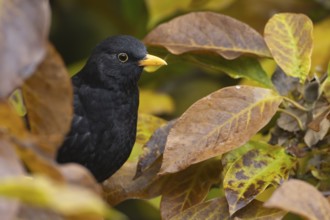 European blackbird (Turdus merula) adult male bird amongst autumn leaves of a garden Magnolia tree,